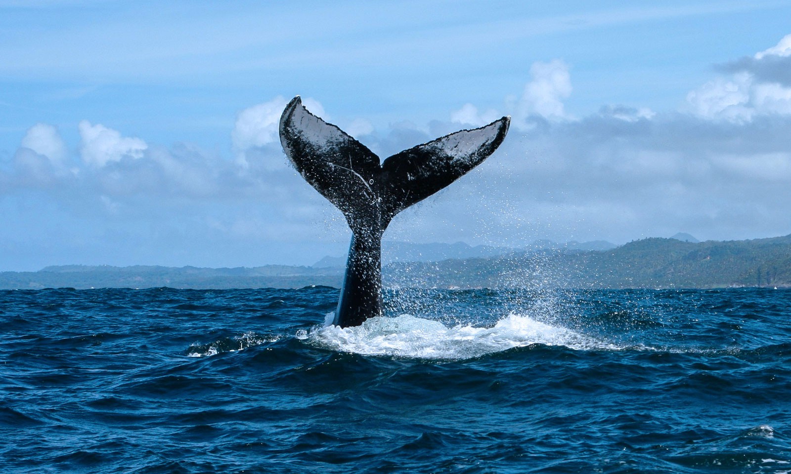 Whale Watching Tour from Punta Cana.